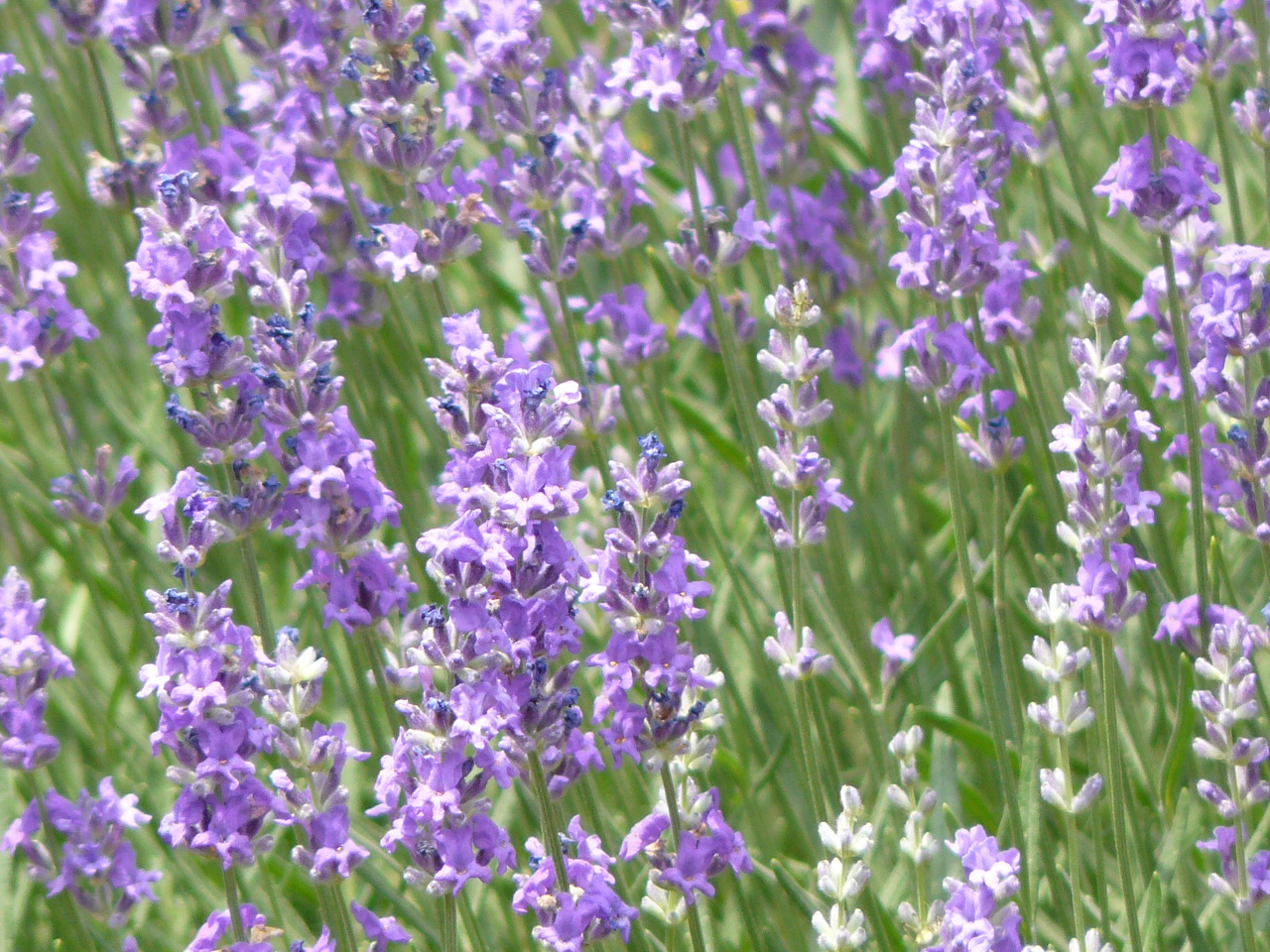 Ringatózó kék mezők