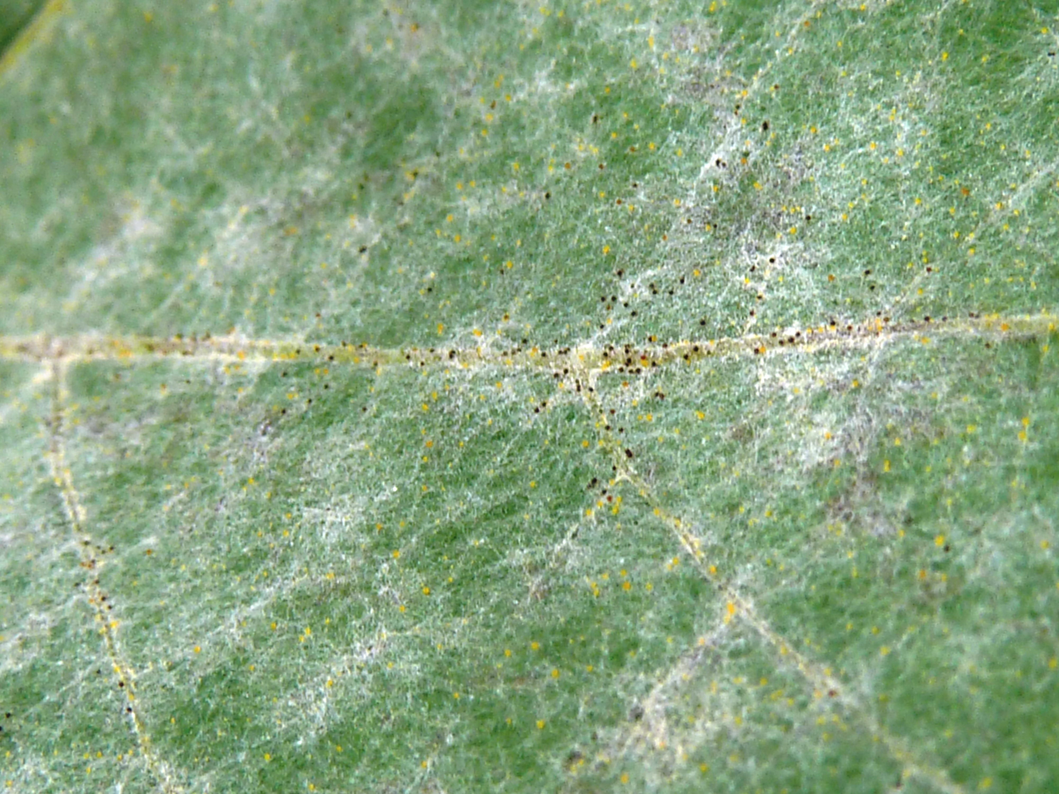 2021. évi 22. növényvédelmi felhívás – Zsigó György