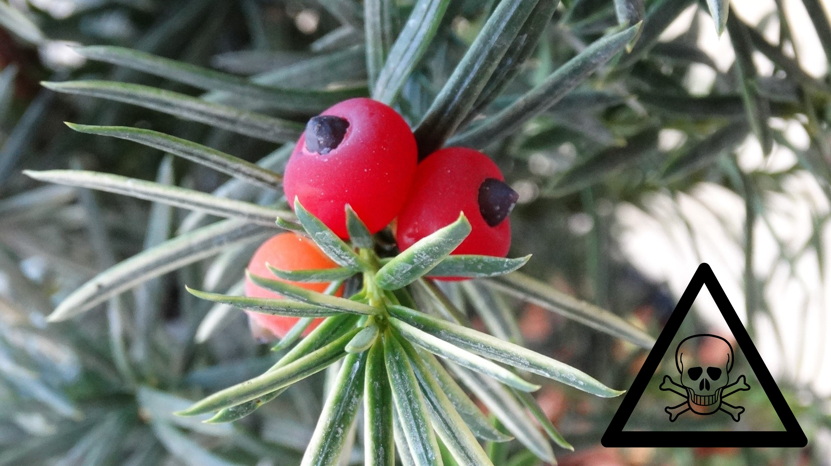 Gyilkos szépségek: a kert 6 fenséges méregkeverője