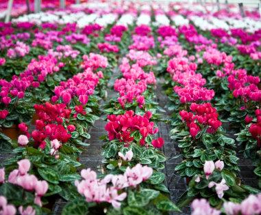 Októbertől indul a ciklámenszezon