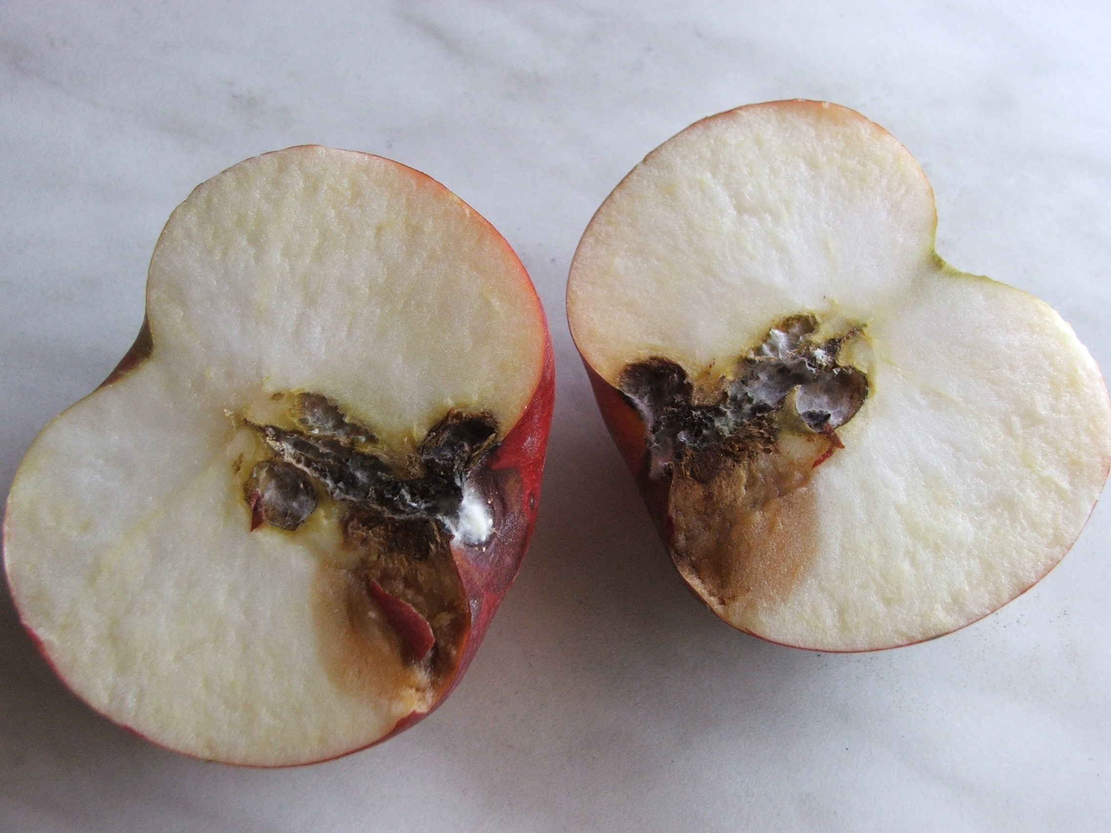 Növényvédelmi teendők – 2018. október 20-26.