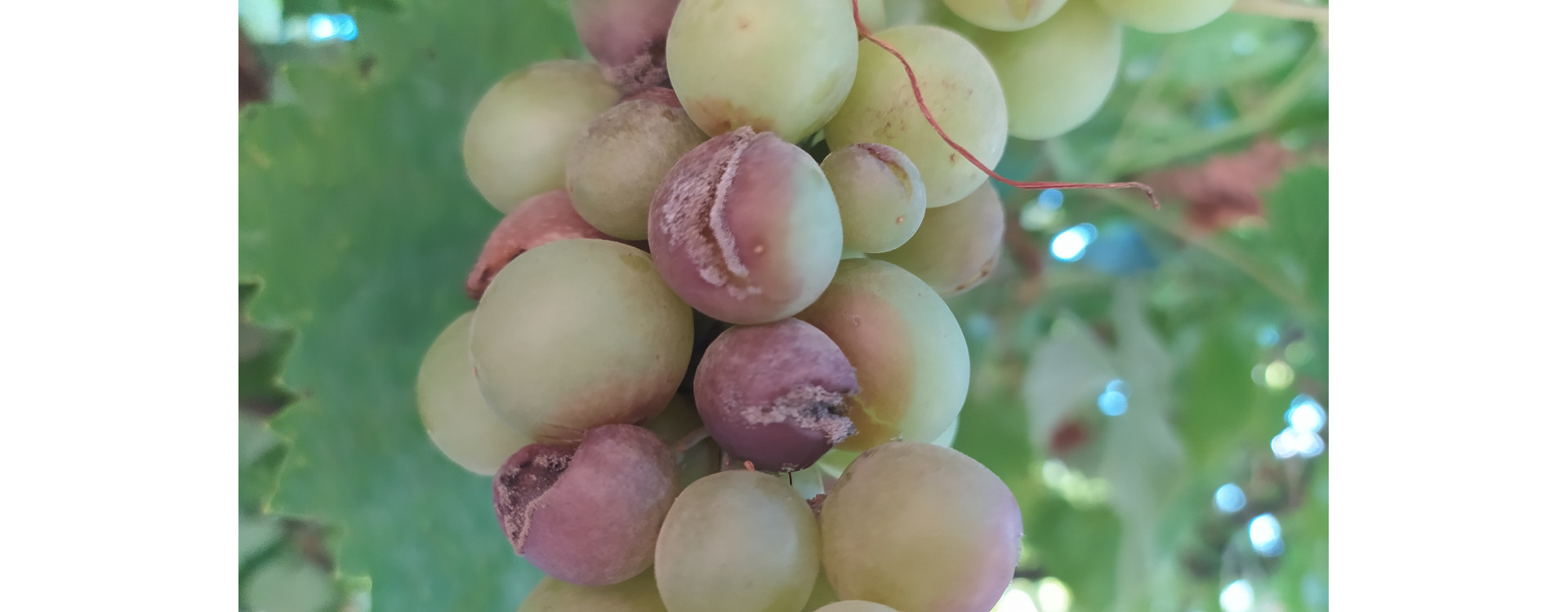 Növényvédelmi teendők – 2021. augusztus 12-18.