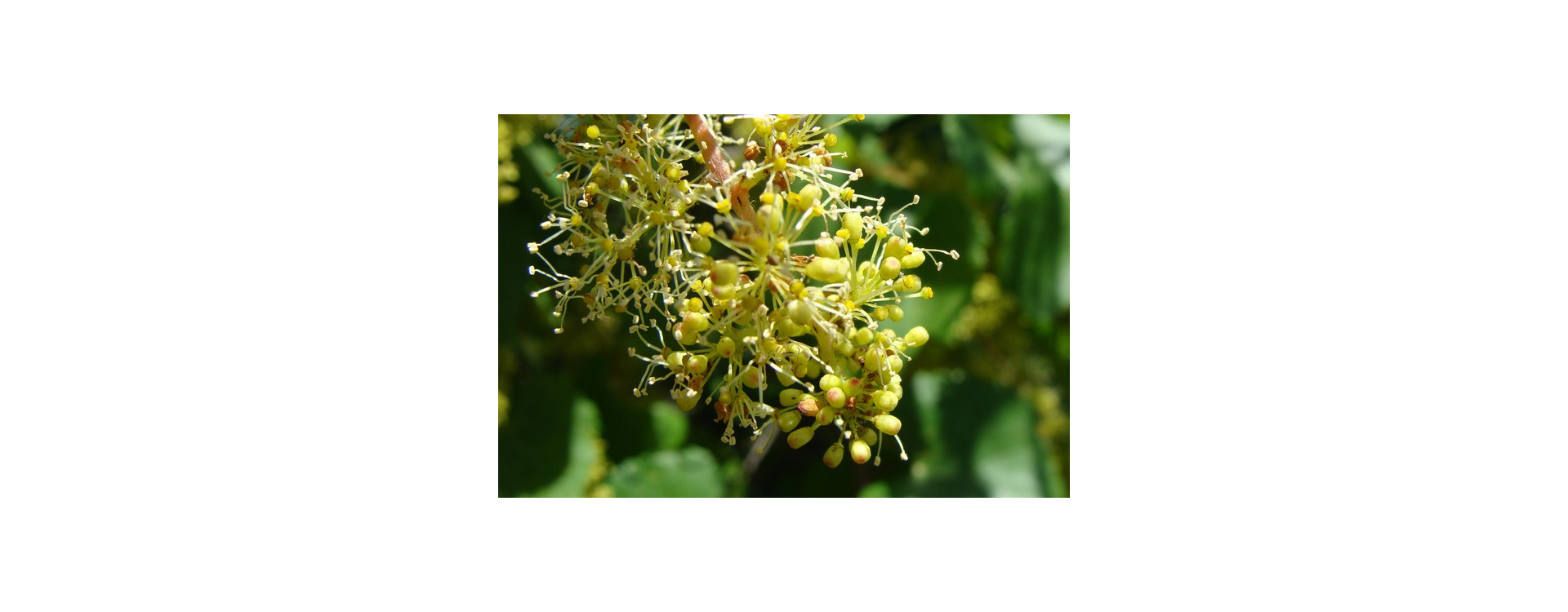 Növényvédelmi teendők – 2020. július 4-10.