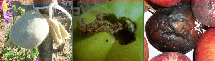 Zsigó György – Hasznos közlendők kertbarátoknak – 2017/17