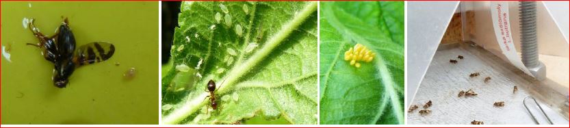 Zsigó György – Hasznos közlendők kertbarátoknak – 2017/9