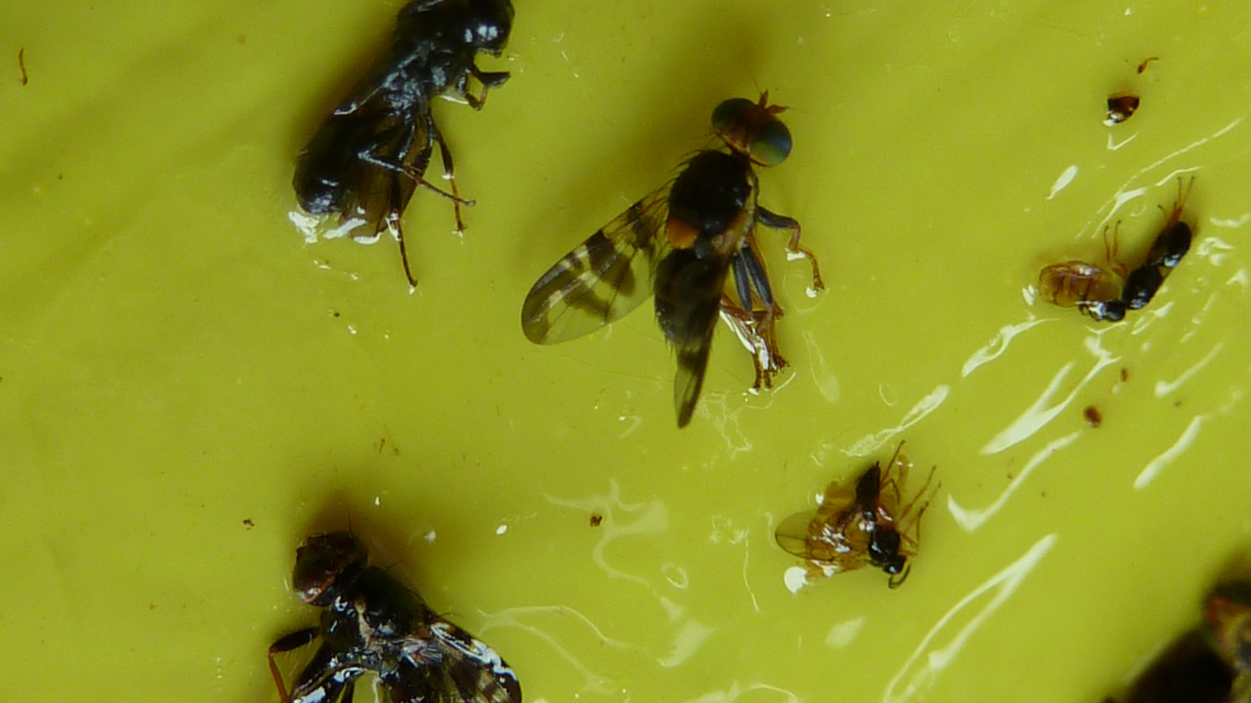 2024. évi 11. növényvédelmi felhívás