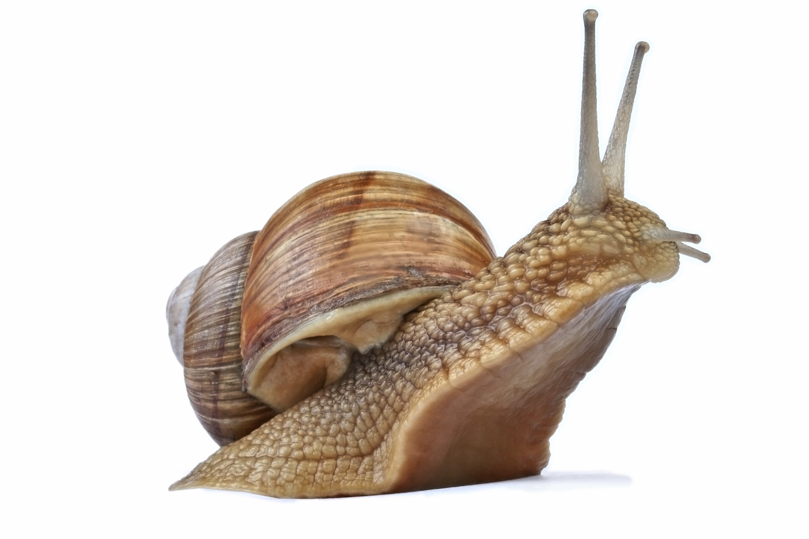 Új Limatak csigaölő szer