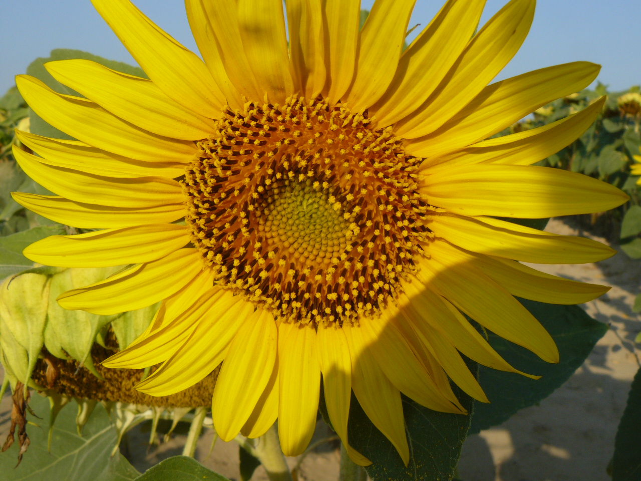 A napraforgóról bővebben
