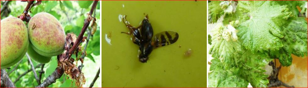 Zsigó György – Hasznos közlendők kertbarátoknak – 2016/8