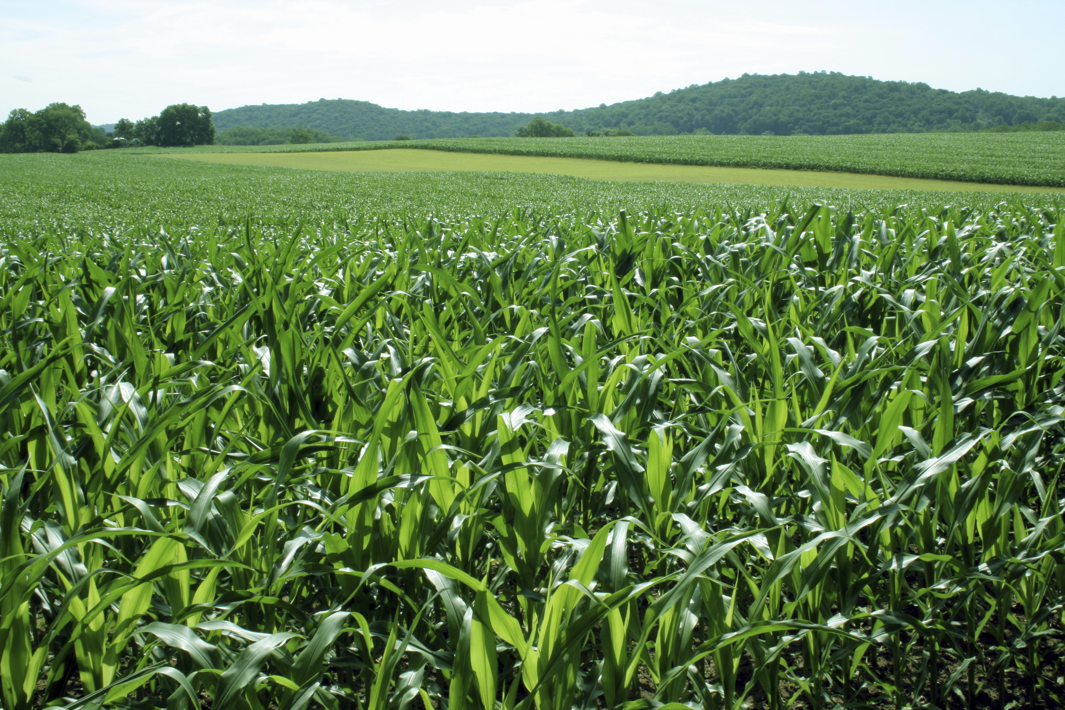 Minerve gyomirtó permetezőszer néven is
