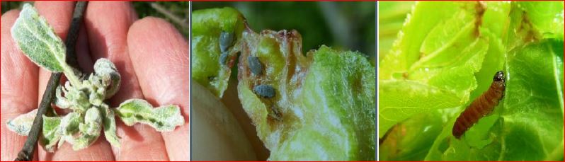 Zsigó György – Hasznos közlendők kertbarátoknak – 2016/6