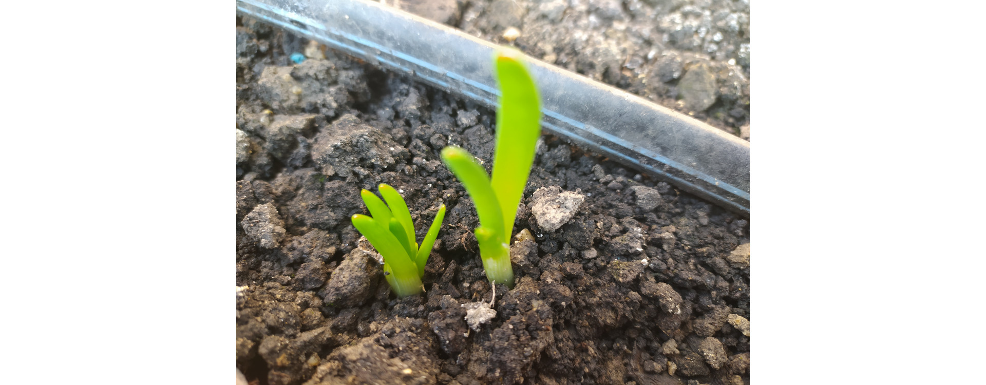 Növényvédelmi teendők – 2021. március 25-31.