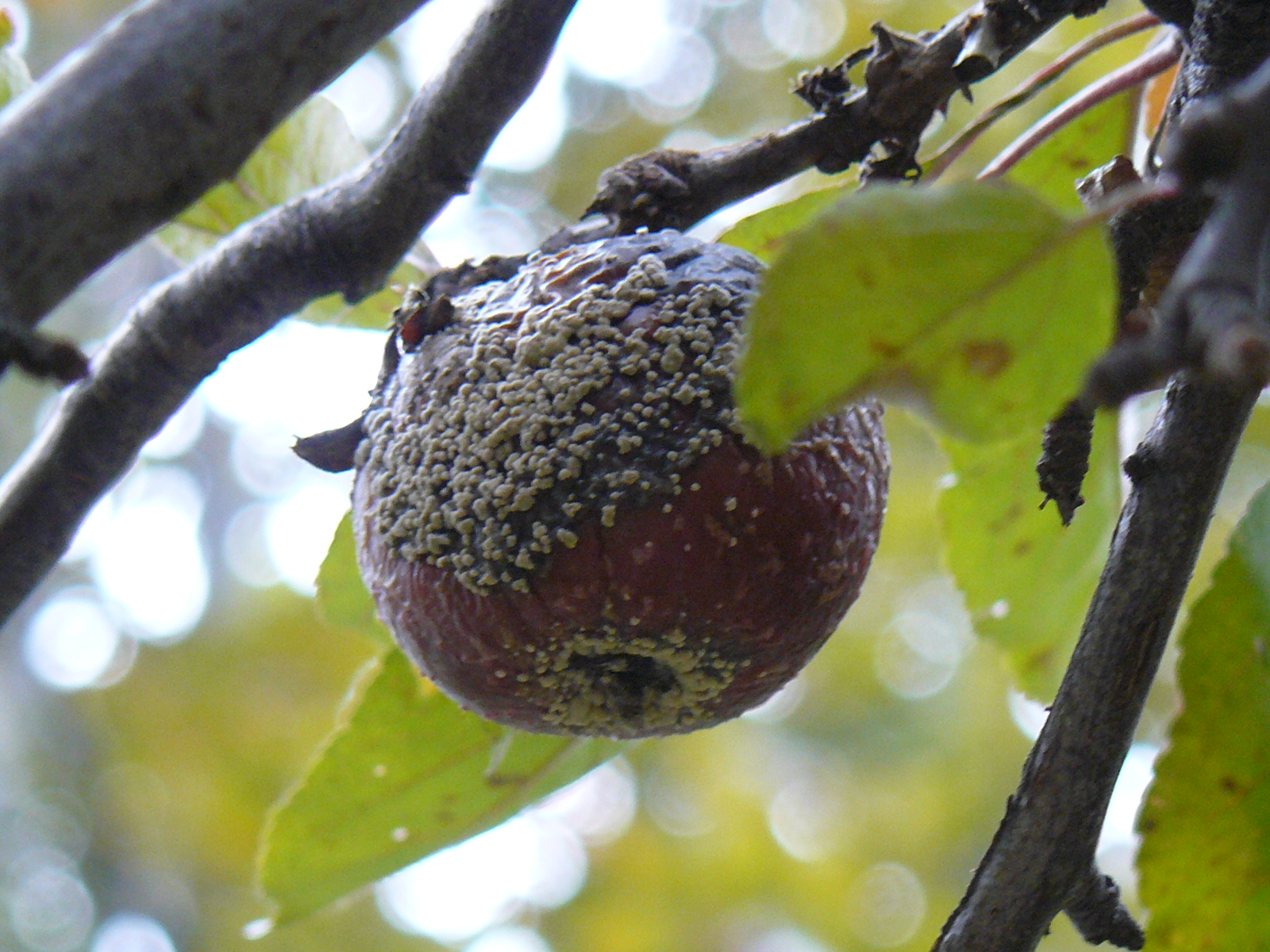 Hamarosan támad a Monilinia fructigena