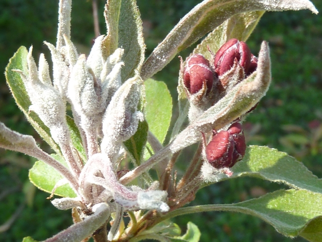 Zsigó György – Hasznos közlendők kertbarátoknak – 2014/7