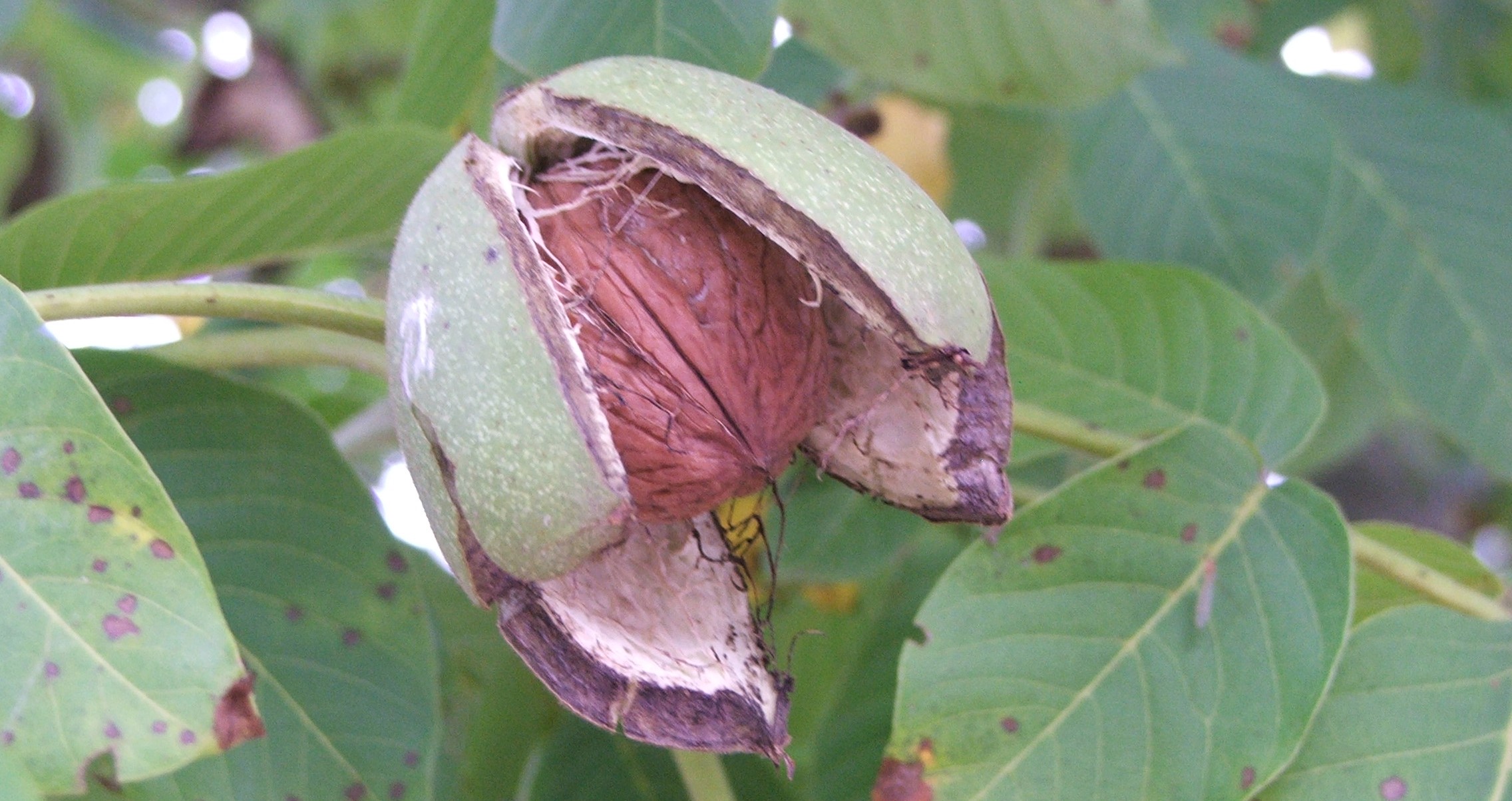 Növényvédelmi teendők – 2022. szeptember 23-29