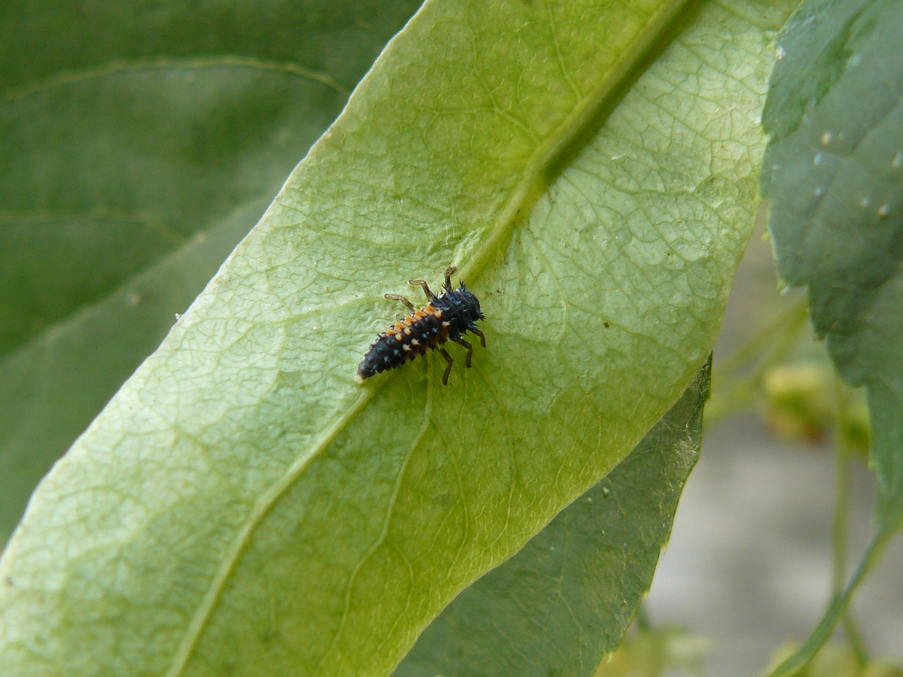 Növényvédelem rövid áttekintése