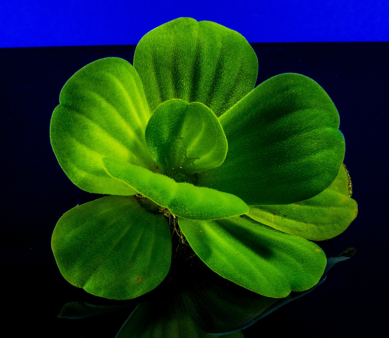 Minden levél fontos