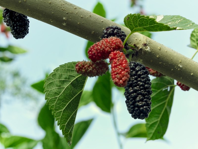 Az elfelejtett eperfa