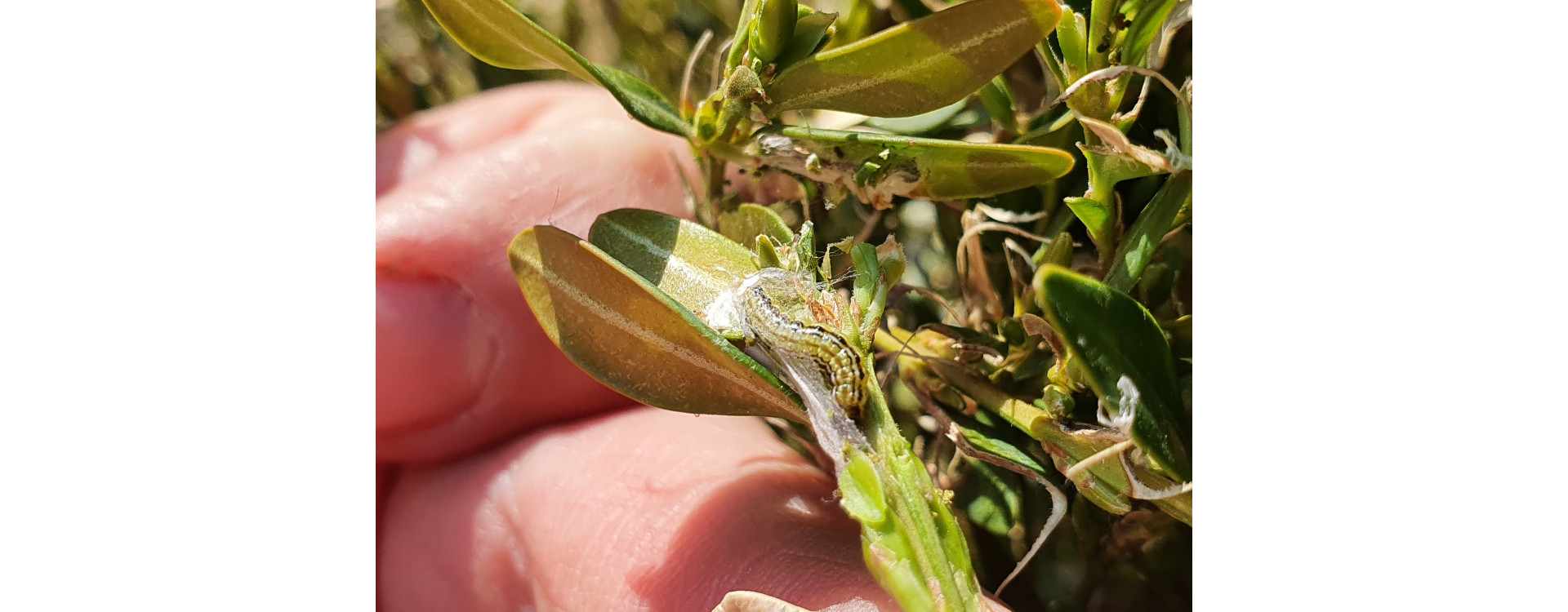 2021. évi 7. növényvédelmi felhívás – Zsigó György