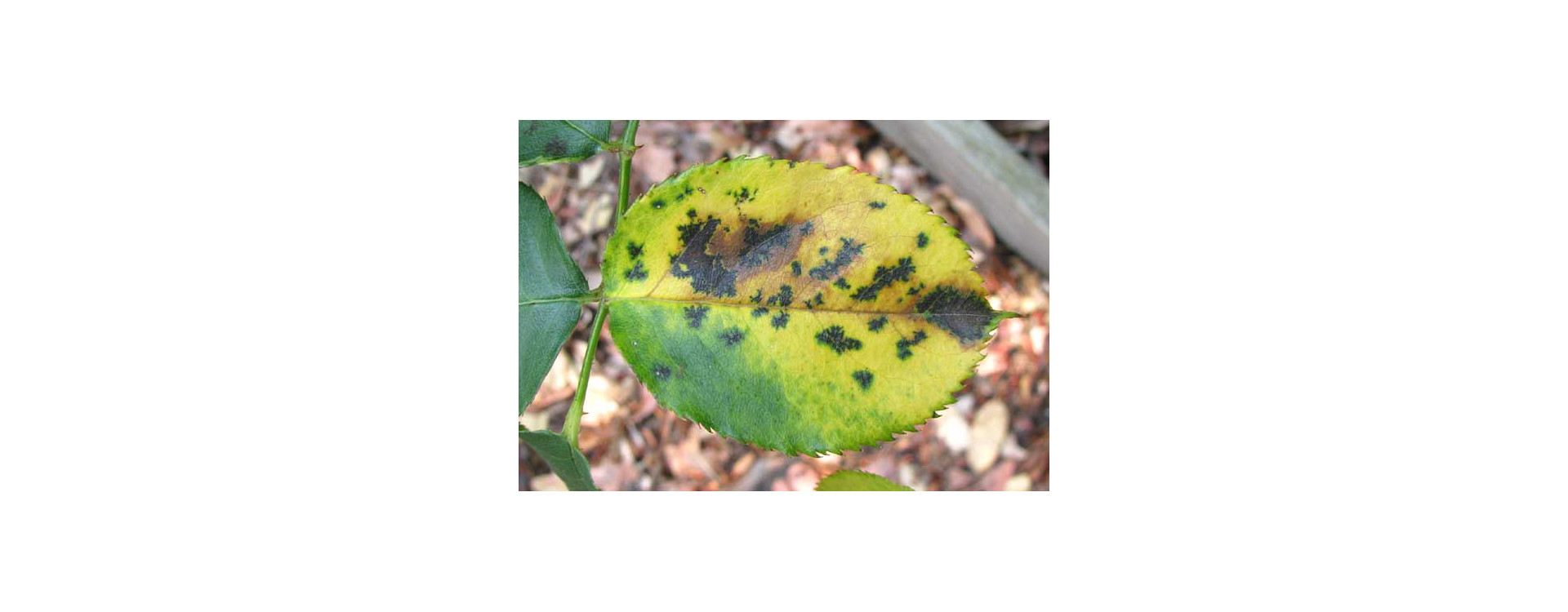 Növényvédelmi teendők – 2019. július 25-31.