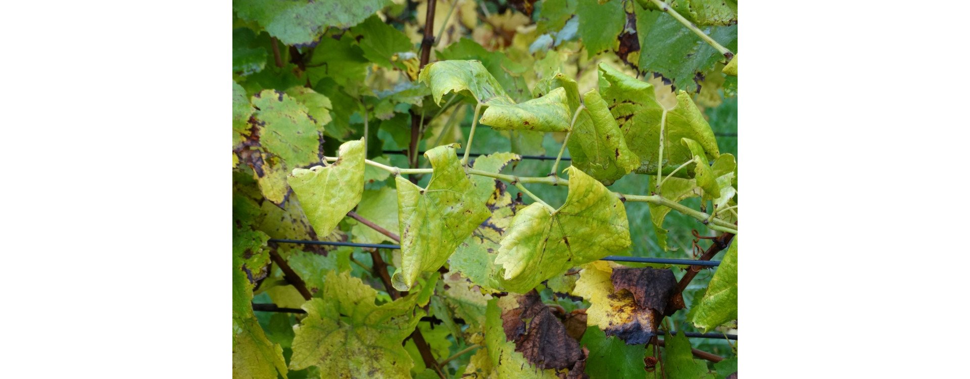 Növényvédelmi teendők – 2020. augusztus 8-14.