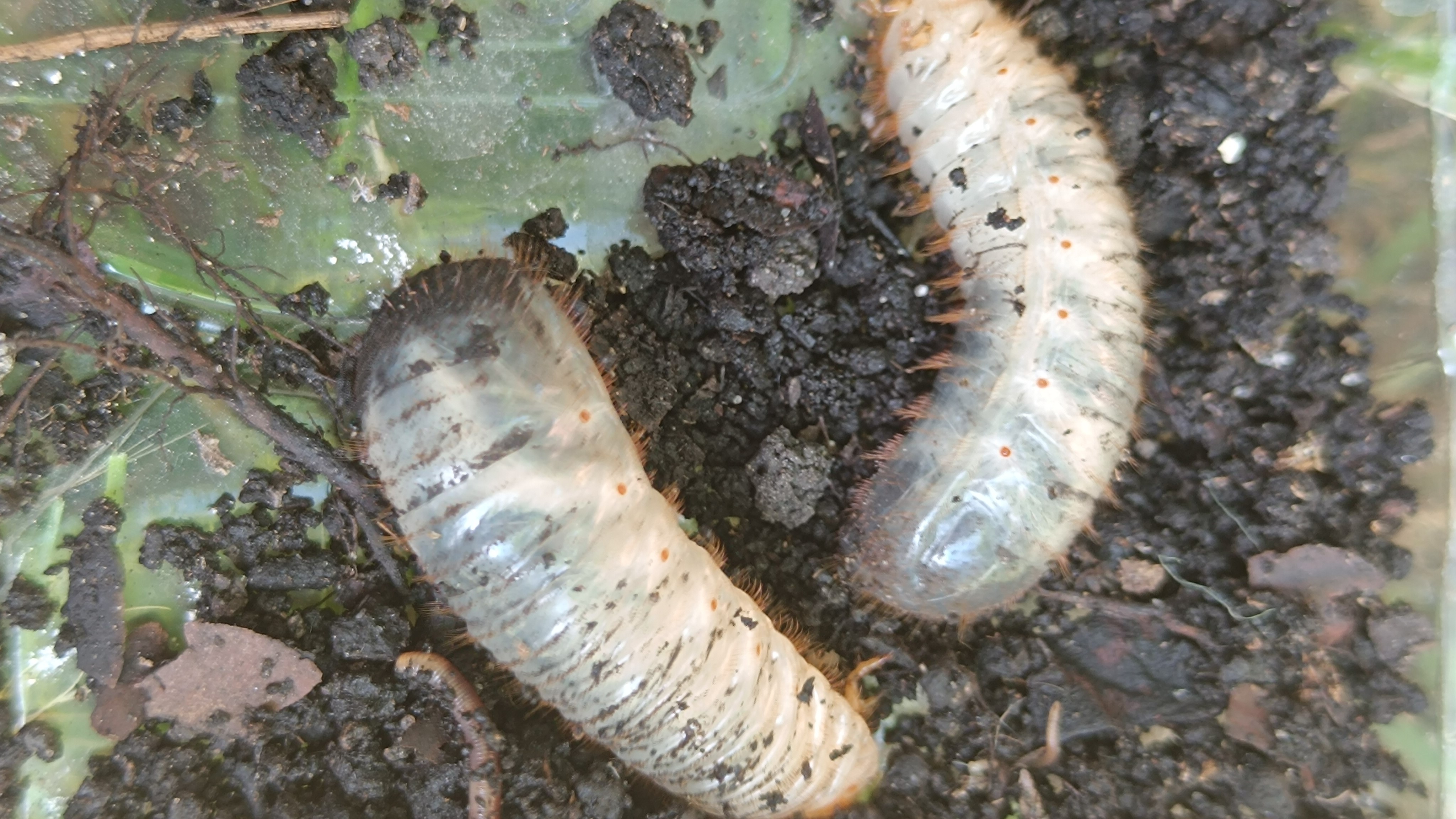 A kert rejtőzködő rágcsálói: a pajorok