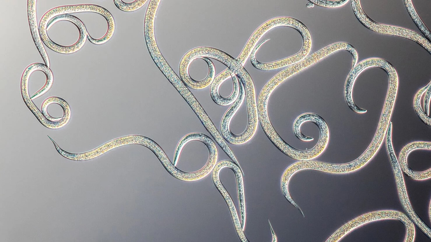 Hasznos fonálférgek kertben, parkban, sportpályákon