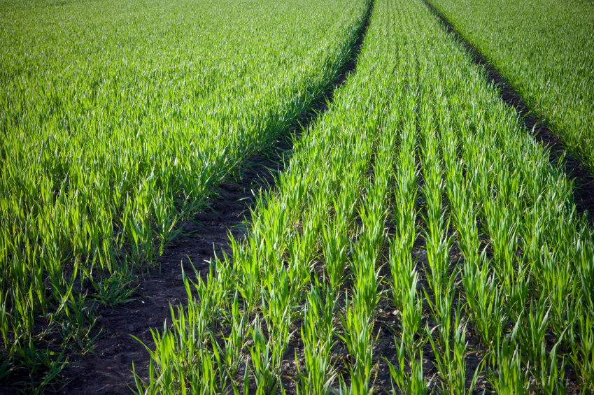 Új Medax Top növekedésszabályozó permetezőszer