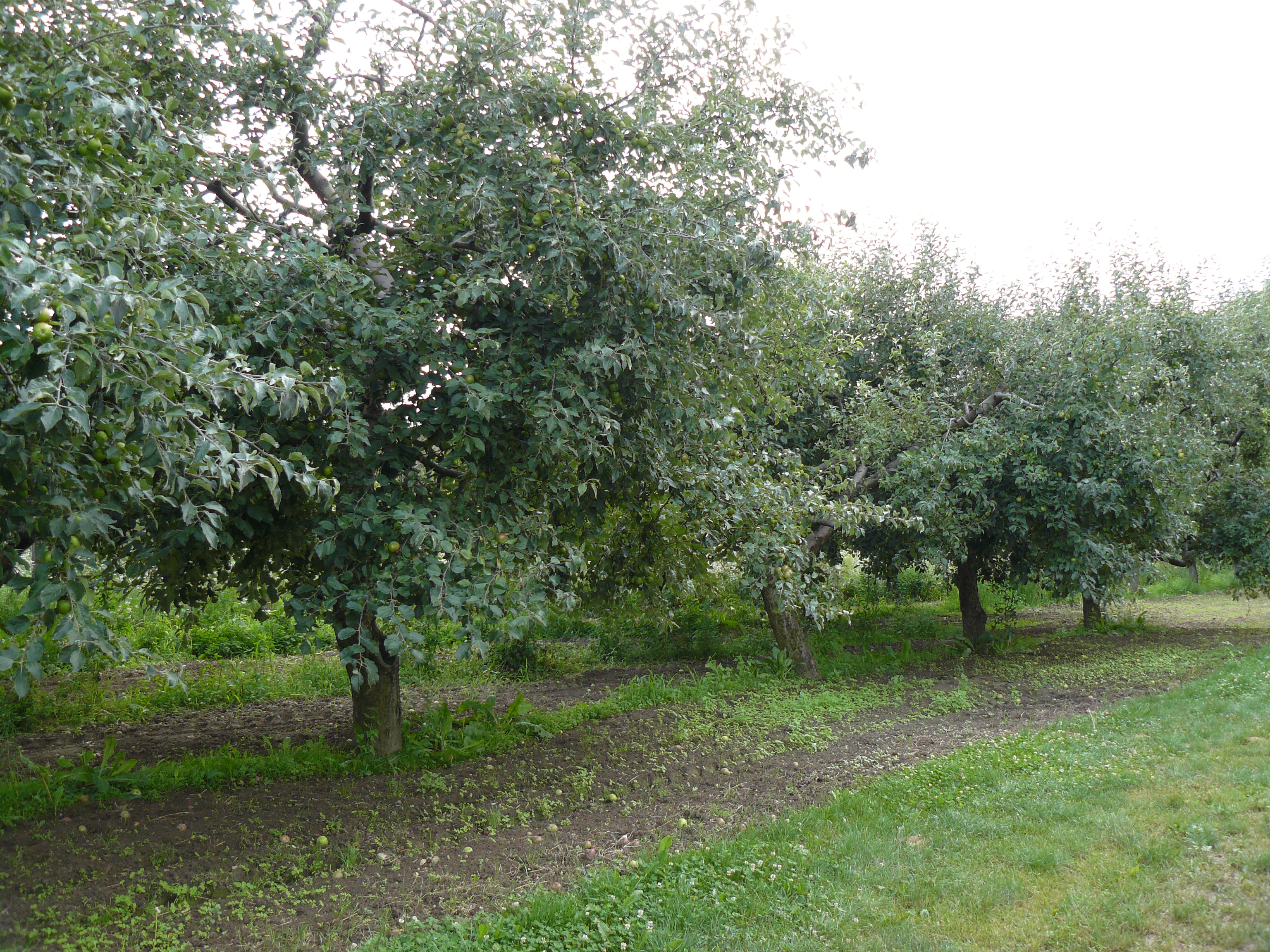 Visszavont növényvédő szerek