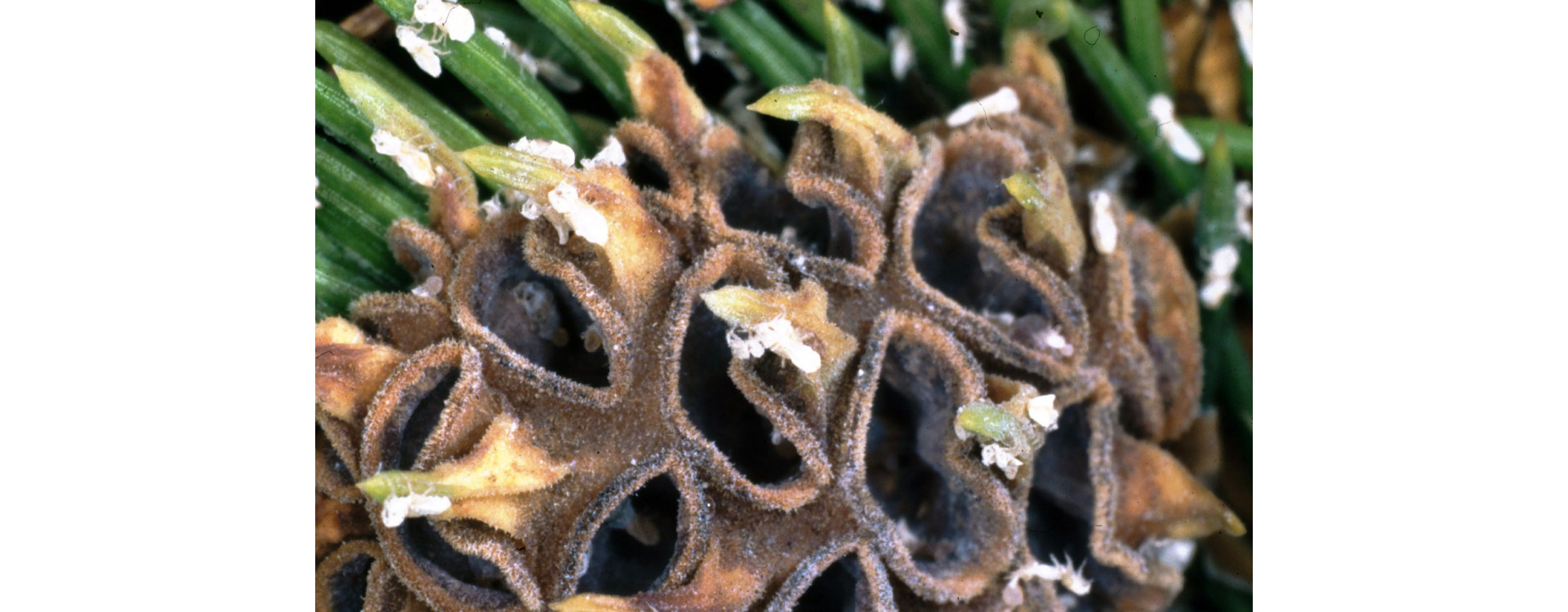 Növényvédelmi teendők – 2019. szeptember 12-18.