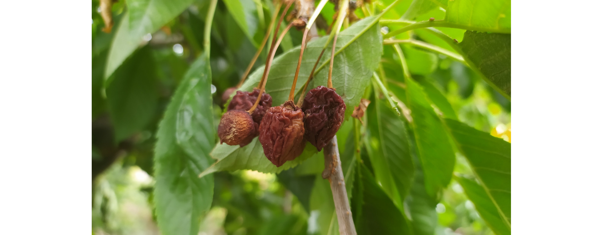 Növényvédelmi teendők – 2021. július 2-9.