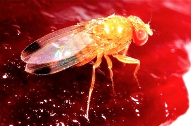 Növényvédelmi teendők - 2017. augusztus 28.- szeptember 3.