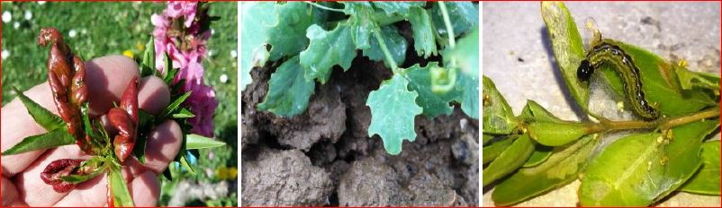 Zsigó György – Hasznos közlendők kertbarátoknak – 2016/7