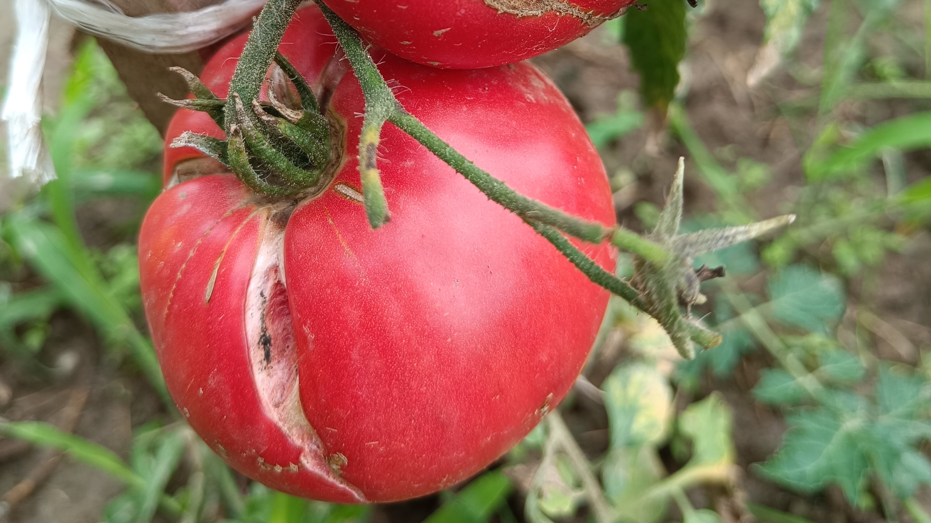 Miért reped meg a paradicsom?