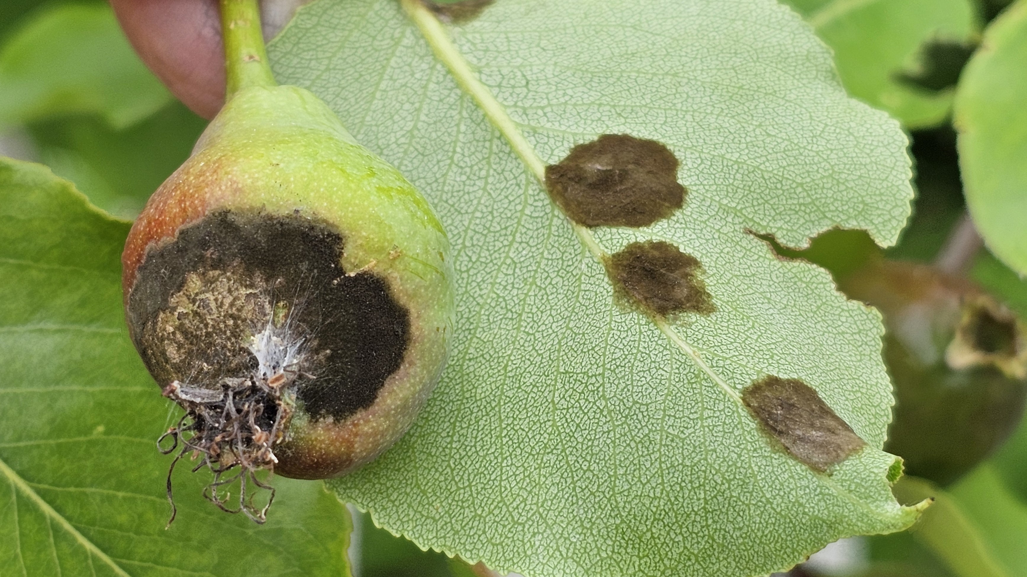 2024. évi 12. növényvédelmi felhívás