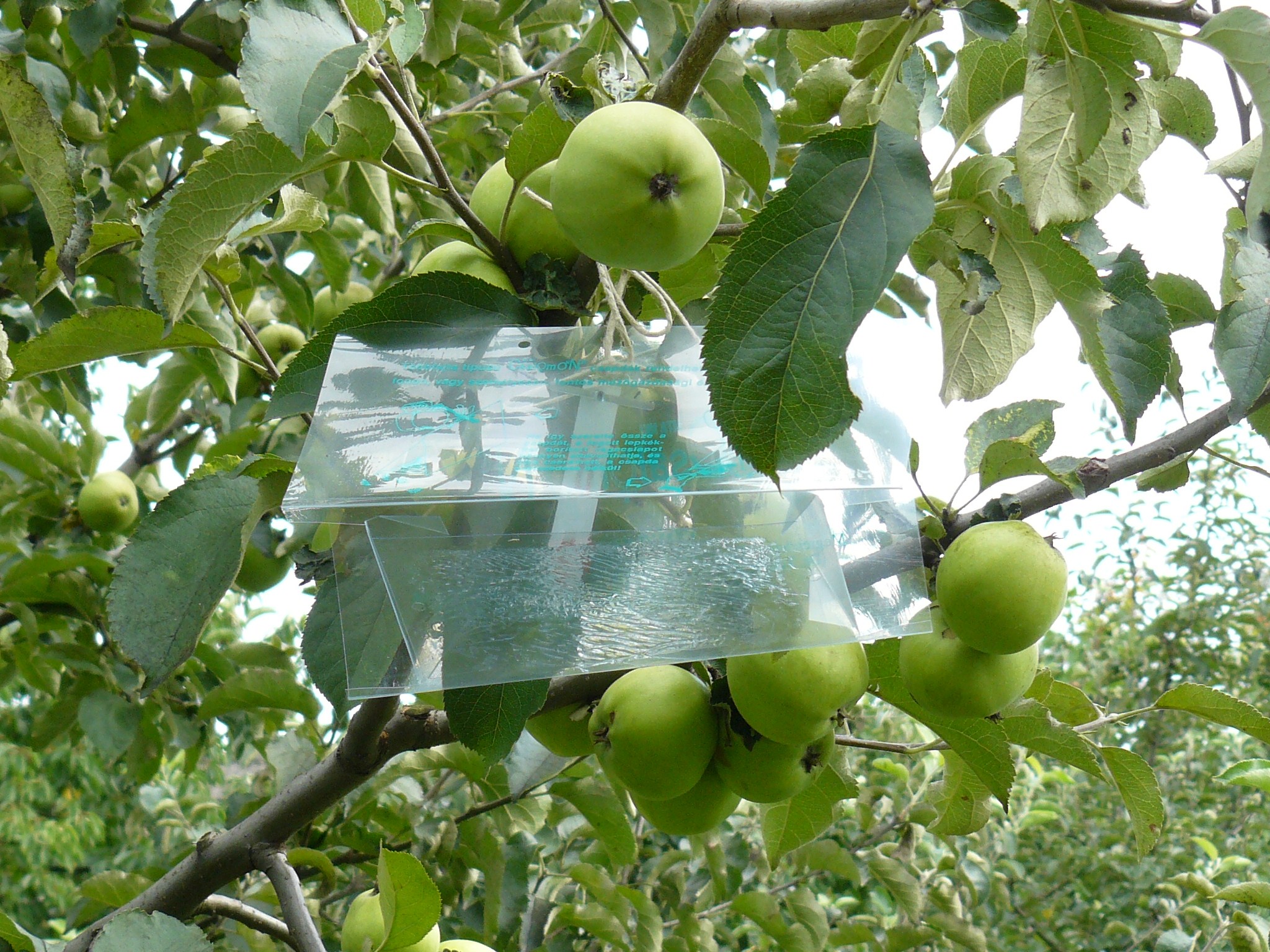 Az alma fontosabb kártevőiről