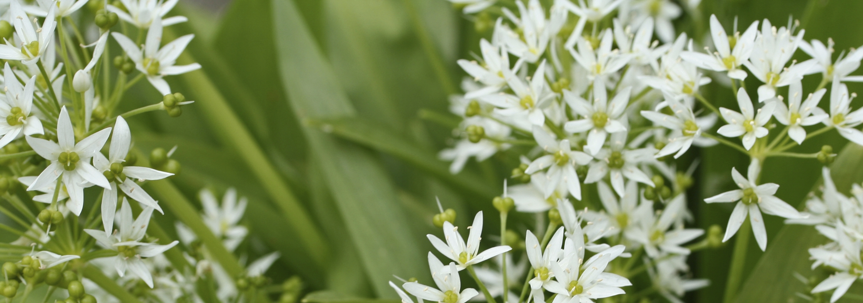 Elkezdődött a medvehagyma gyűjtése a Mecsekben