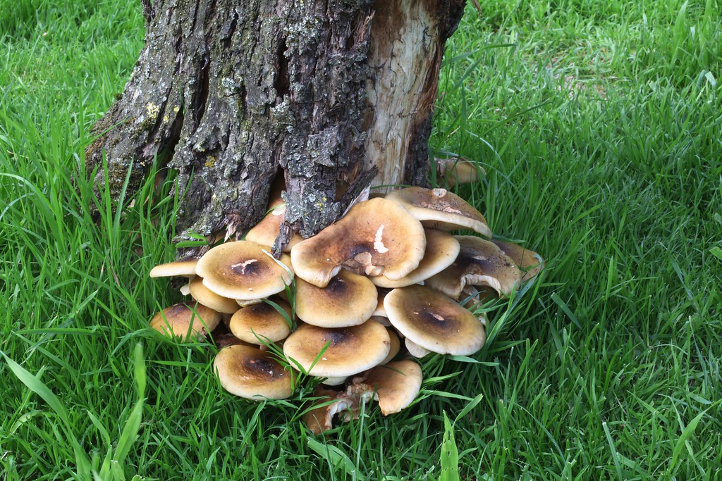 Növényvédelmi teendők – 2021. szeptember 30.-október 6.