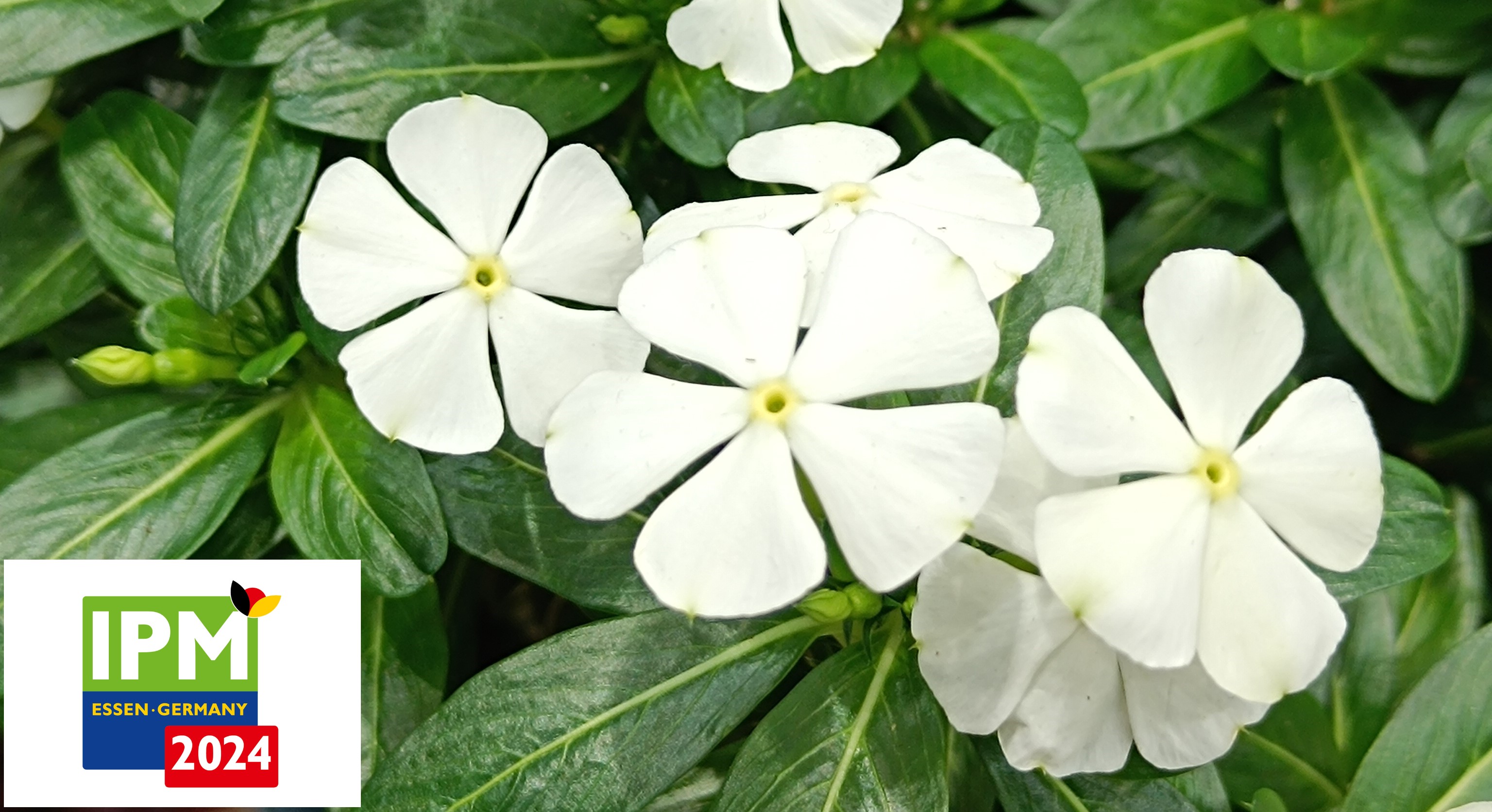 IPM Essen: Klímanövények lakásban, teraszon, kertben