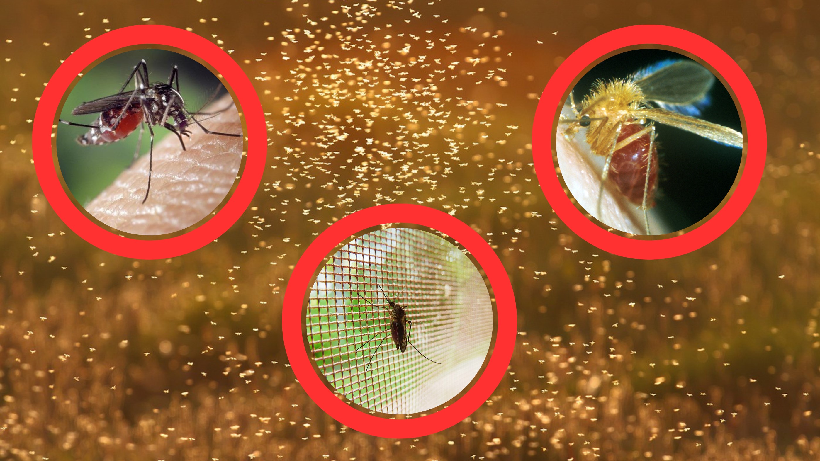 Áradás után szúnyoginvázió!