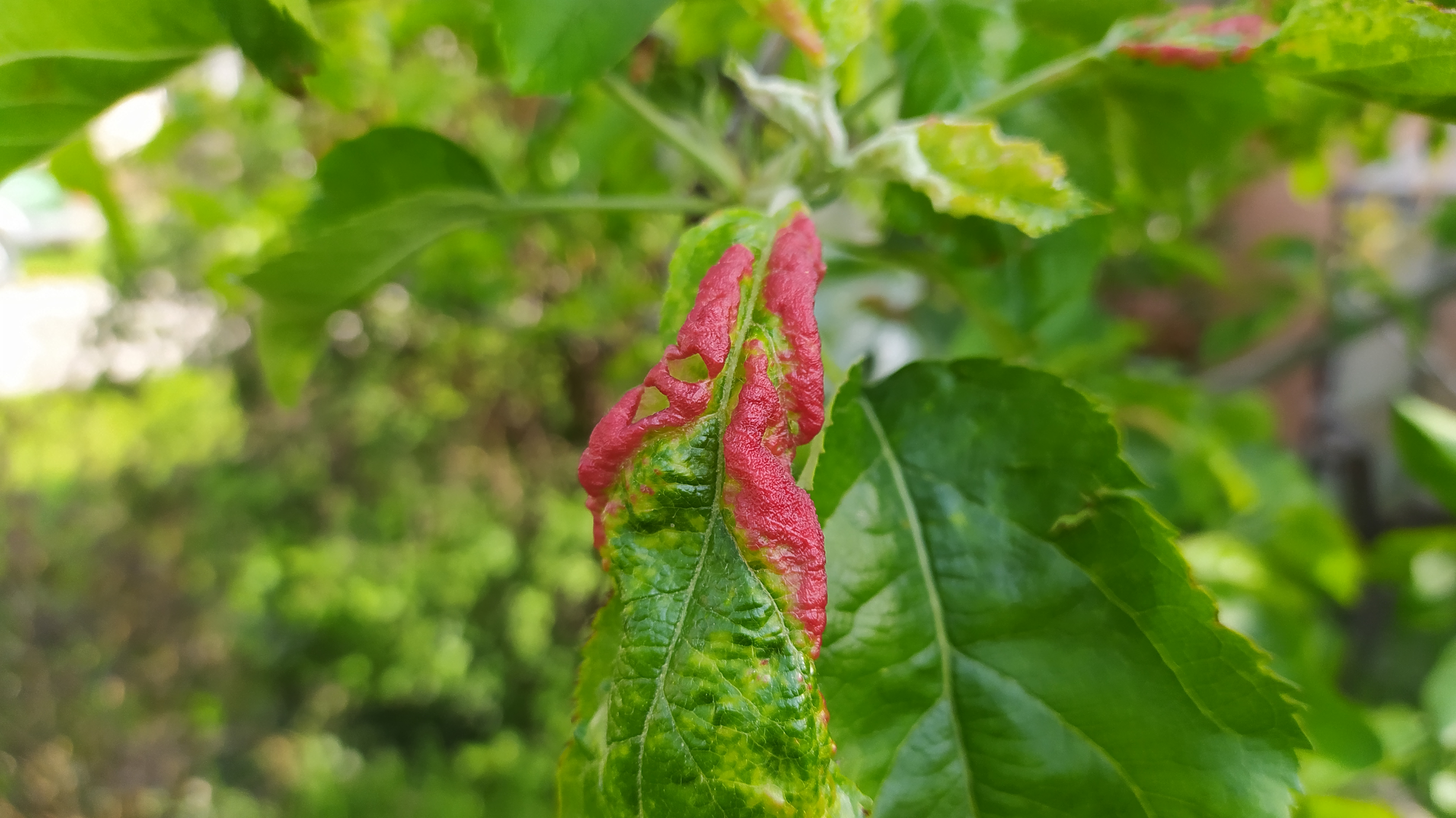 Növényvédelmi teendők – 2022. április 29.-május 5.