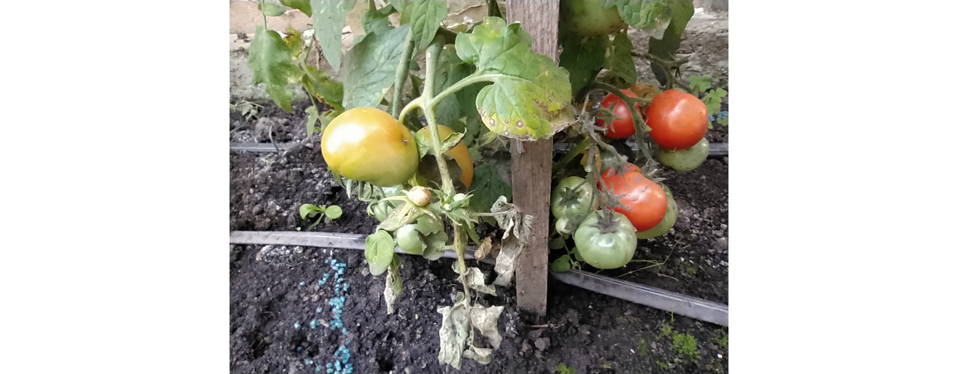 Növényvédelmi előrejelzés – 2020. június 27.-július 3.