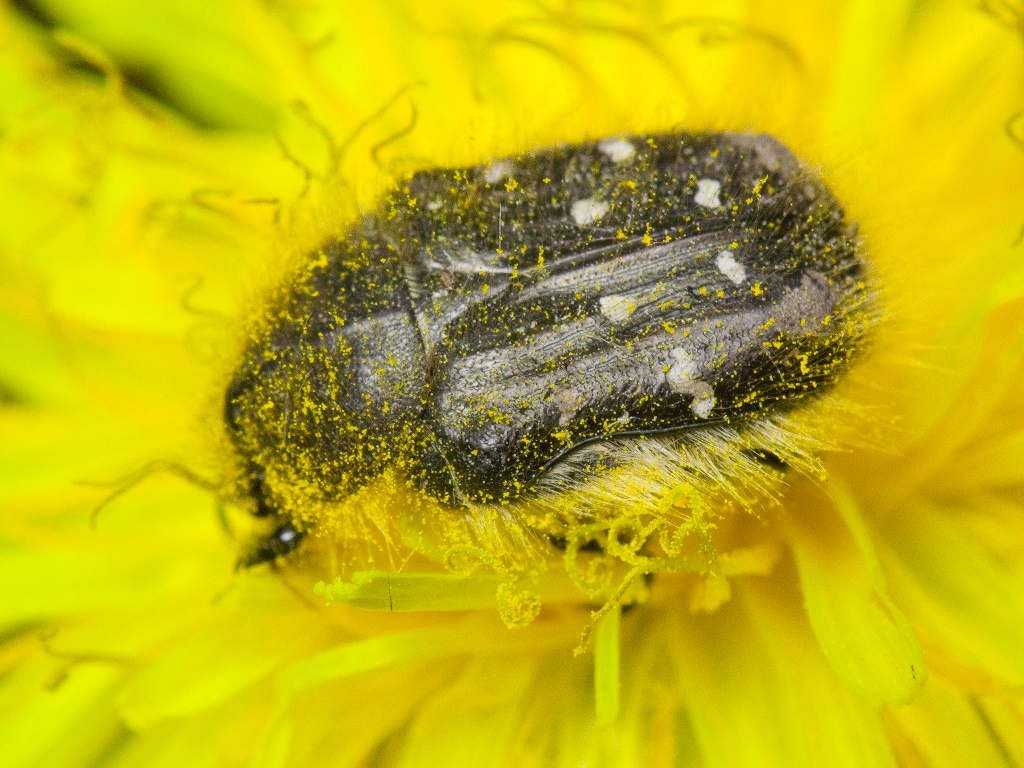 Növényvédelmi teendők – 2024. március 2. hét