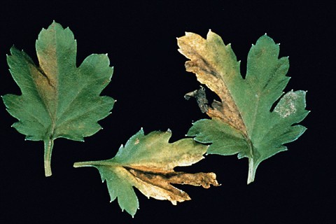 Növényvédelmi teendők - 2017. szeptember 11-17.