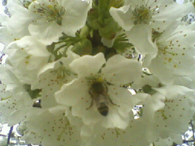 A csonthéjas gyümölcsűek betegségei