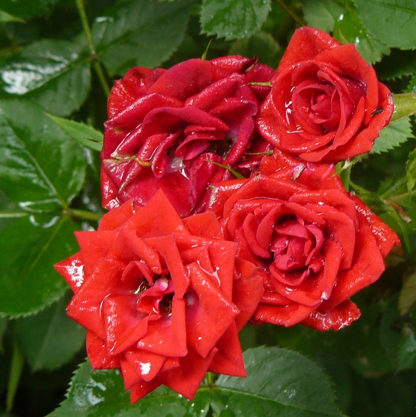 A növényvédő szerek kijuttatásának módja / Permetezés