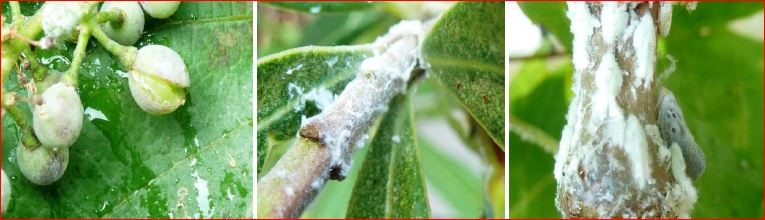 Zsigó György – Hasznos közlendők kertbarátoknak – 2017/12