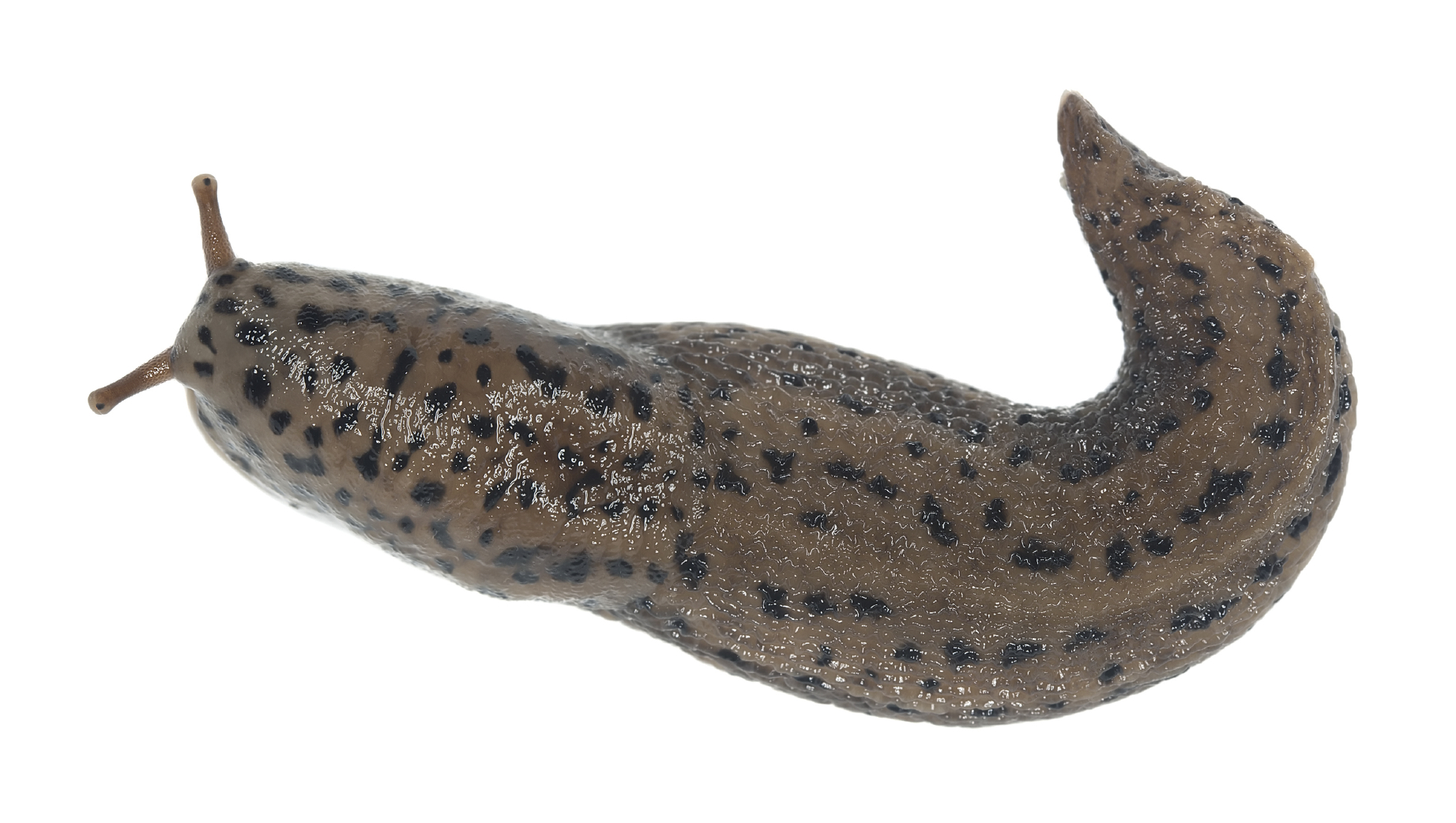 Új Carakol csigaölő szer