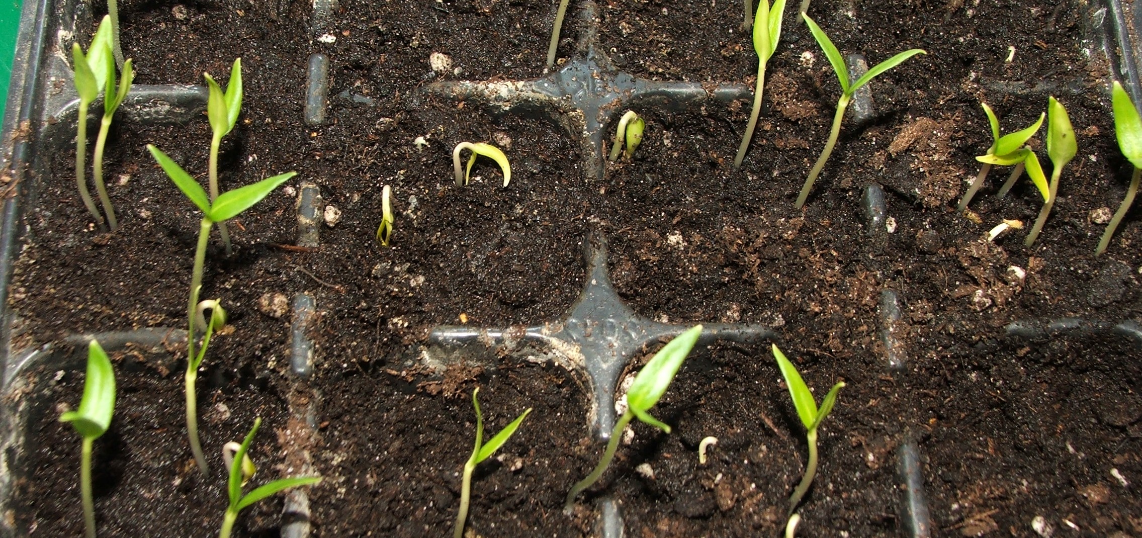 Növényvédelmi teendők – 2023. március 2. hét