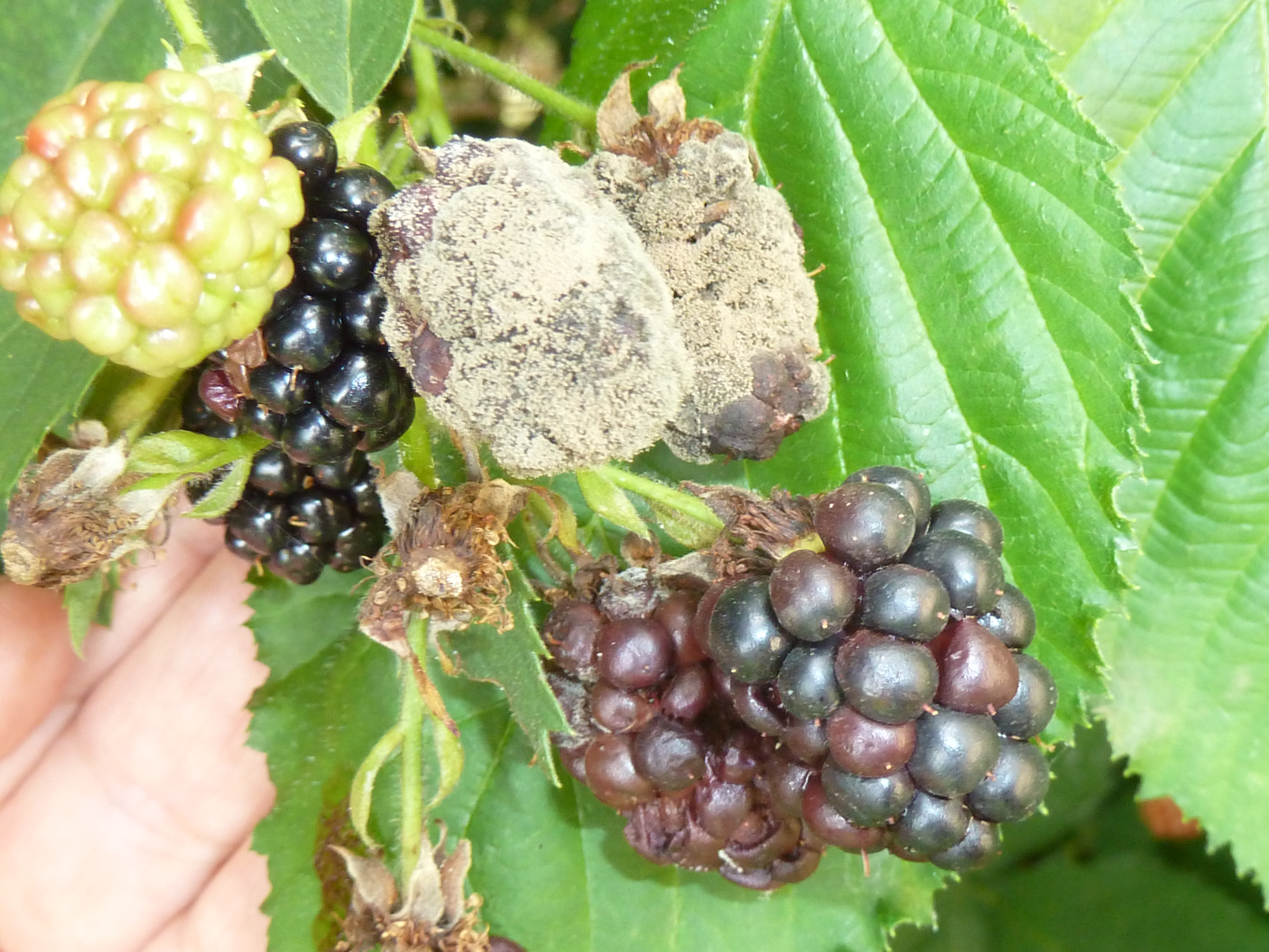 2022. évi 12. növényvédelmi felhívás – Zsigó György